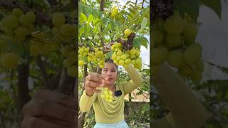 Harvesting Star Gooseberry siscookingtv mukbang fruit harvesting shorts [upl. by Euqinay]