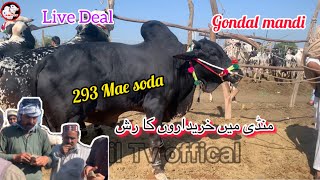 292k mae deal gondal mandi attock 2942024 latest update ll fateh jangi bulls ll jamil tv ll [upl. by Adnoraj]