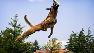 The Most Athletic Military Dogs Ever [upl. by Eirena]