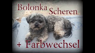 Bolonka Zwetna Pflege  Bolonka Farbwechsel  Bolonka Farbe  Bolonka Fellpflege  Bolonka Scheren [upl. by Euqinemod60]