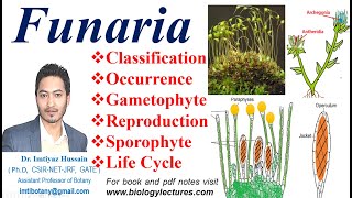 Funaria Life Cycle Gametophyte Sexual reproduction Fertilization funaria bryophytes bscbotany [upl. by Torin]