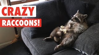 Raccoons Are Just Weird Cats  Crazy Raccoon Compilation 2017 [upl. by Nodle]