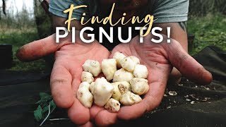 Finding Pignuts Eating Wild food [upl. by Capps]