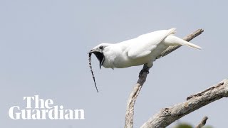 White bellbird listen to the worlds loudest bird call [upl. by Bakeman]