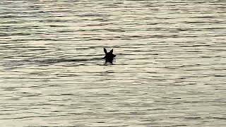 Deer swimming in Potomac River near Georgetown Washington DC to reach home [upl. by Ahserak897]