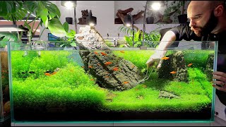 FASTEST Growing Aquarium Plant Takes Over [upl. by Scheer]