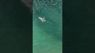 Spinner Shark in Menhaden New York Short [upl. by Ahseyt]