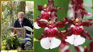 CAMBRIA L’HYBRIDE QUI A RENDU LES ORCHIDÉES ACCESSIBLES À TOUT LE MONDE Le Quotidien du Jardin N°349 [upl. by Ellinger]