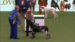 Large Munsterlander  Crufts 2024  Best of Breed Winner shortlisted in the gundog group [upl. by Dihsar950]