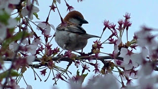 イカルの鳴き声 とニュウナイスズメの鳴き声のコラボ [upl. by Atal]