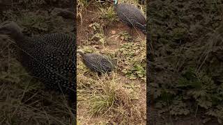 Guinea fowl spotted africanbirds birds 2024 [upl. by Ittam]