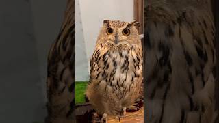 Why Owls Cannot Rotate Thair Eyes shorts [upl. by Drauode]