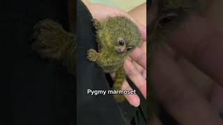 Adorable Smallest Pygmy Marmoset Monkey [upl. by Nalani770]