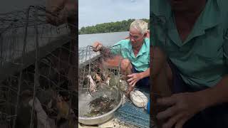 Trapping a lot of big crabs with survival skills [upl. by Feeney299]