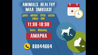 Animals Healthy мал эмнэлгийн хаяг  88044664 [upl. by Blatt]