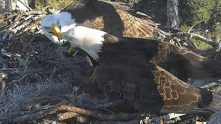 AEF NEFL Eagles  V3 wants to MATE Gabby is ANGRY 😲view from Cam 1 and Cam 2 [upl. by Malia]