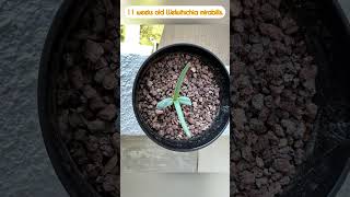 Welwitschia mirabilis seedling  11 weeks old [upl. by Elene]