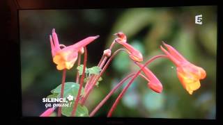 Tropaeolum tuberosum [upl. by Lener]