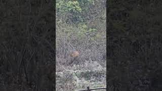 Barking Deer At Junglee Resort Rajaji National Park  Muntjac Deer  Barking Deer Information [upl. by Eivi]