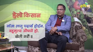 Krishi Television व्यवसायिक गाँजा खेती गर्ने हो [upl. by Annot]