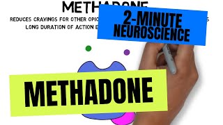 2Minute Neuroscience Methadone [upl. by Rramahs]