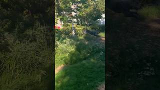 Skittish dog I trained now healed and doing awesomedog dogtraining trending doglover [upl. by Ardys842]