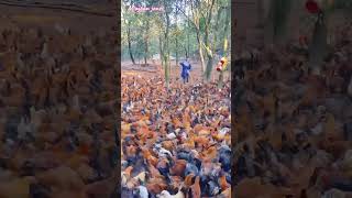 Pakakain na ang manok guys please highlights subscribe [upl. by Corrinne765]