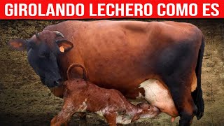 🔴 GIROLANDO LECHERO Características De La Raza ✅ Vacas Lecheras [upl. by Adniles]