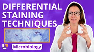 Differential Staining Techniques  Microbiology for PreMed Nursing amp Health Care ​⁠ leveluprn [upl. by Meeharbi47]