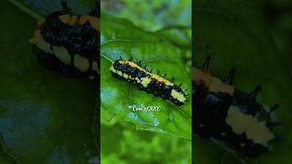 Papilio Clytia  Cam of RKC camofrkc shorts insects nature [upl. by Eiramacissej]