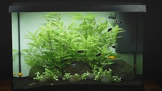 Juwel Aquarium Primo 70 LED Einrichtungsbeispiel  Tutorial [upl. by Meredeth]