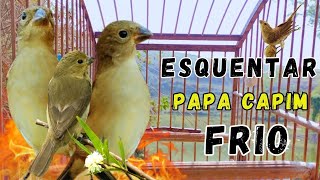 Faça o teste com Esse Piado de Fêmea de Papa capim é Seu Papa capim Vai Ficar Cantando RÁPIDO [upl. by Ivonne286]