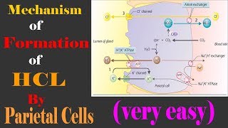 Mechanism of HCL formation in stomach very easy [upl. by Maryly366]