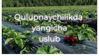 Qulupnaychilikda yangicha uslub [upl. by Ecinhoj]