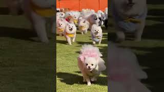 Cute puppies Pomeranians ❤️show time🐶￼ [upl. by Ednutey250]