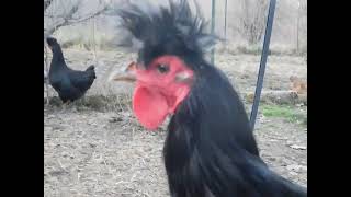 Very Friendly Sanjak Longcrower Chickens at Shady Grove Farm WV [upl. by Bevan]