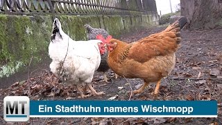 Ein Stadthuhn namens Wischmopp [upl. by Aillil]