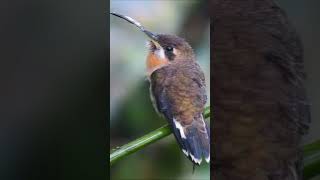 Band Tailed Barthroat Hummingbird [upl. by Dina]