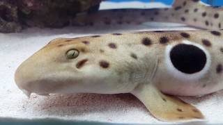 Epaulette Shark [upl. by Nick]