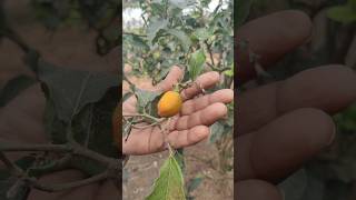 Peanut Butter Plant  Rare Fruit Plant shorts plants [upl. by Gaut]