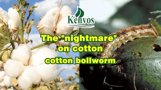 The quotnightmarequot on cotton  cotton bollworm [upl. by Llenrub]