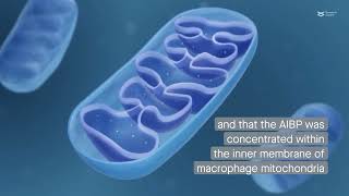 The role of mitochondrial AIBP in macrophage polarization and atherosclerosis [upl. by Crissie970]