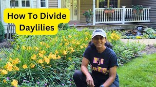 How To Divide Daylilies  Propagate Hemerocallis [upl. by Wilden]