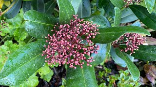 Year Round Interest 2024 Skimmia Japonica 4K November [upl. by Charil]