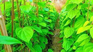 पान कि खेतीbetel leaf farmingPaan ki kheti Rajesh vlog95 [upl. by Skolnik856]