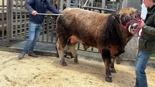 €4000 for Aubrac bull [upl. by Ahtela]