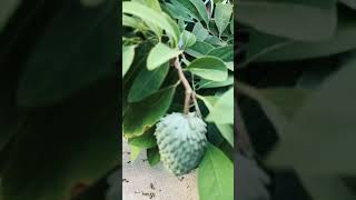 Cherimoya growing in California September 2024 [upl. by Tikna482]