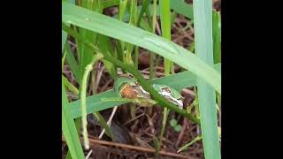 THEY WILL BECOME COCOON IN FEW DAY insects caterpillar cocoon butterfly lemon leaf insectlife [upl. by Andromache]