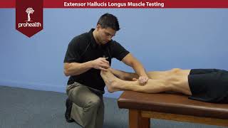 Extensor Hallucis Longus Muscle Test Palp Dr VIzniak Muscle Manual [upl. by Stephen]