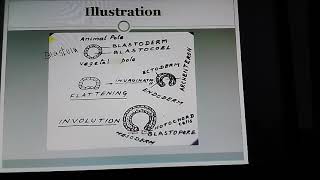 Understanding Gastrulation Eg Amphioxus [upl. by Nataniel985]